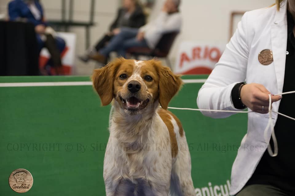 N'dili du comte de Batz Castelmore - 2º Exc Jeune Classe