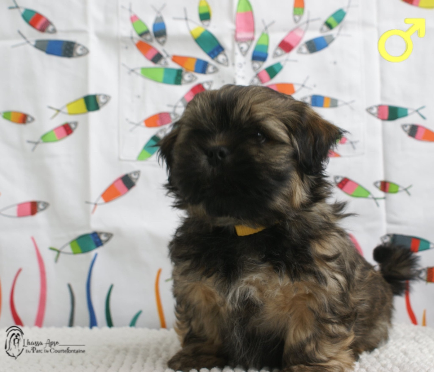 Collier jaune - Lhassa Apso
