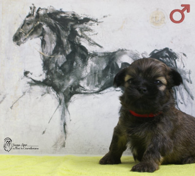 Les chiots de Lhassa Apso