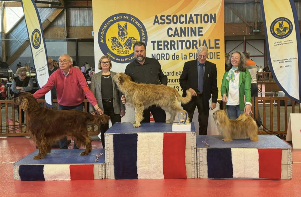 CH. F. lux. inter. léon ma rendi de Koempfer - Classe Vétéran : 1e CACIBV BOBV BOB et BISV2