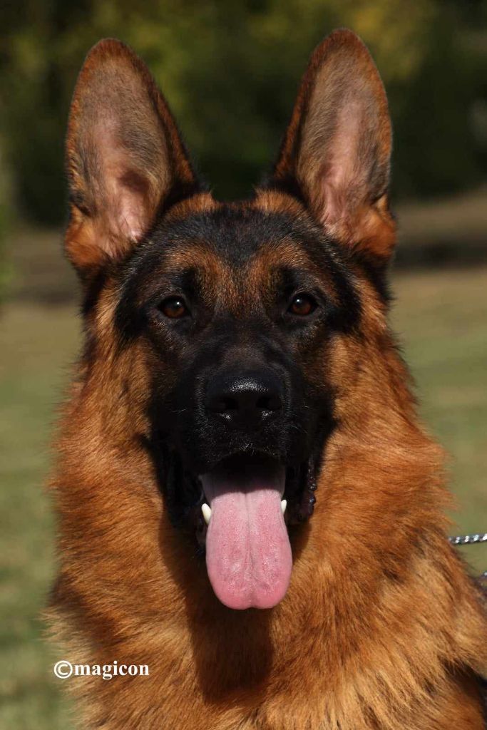 Vitto Von Angelius Team