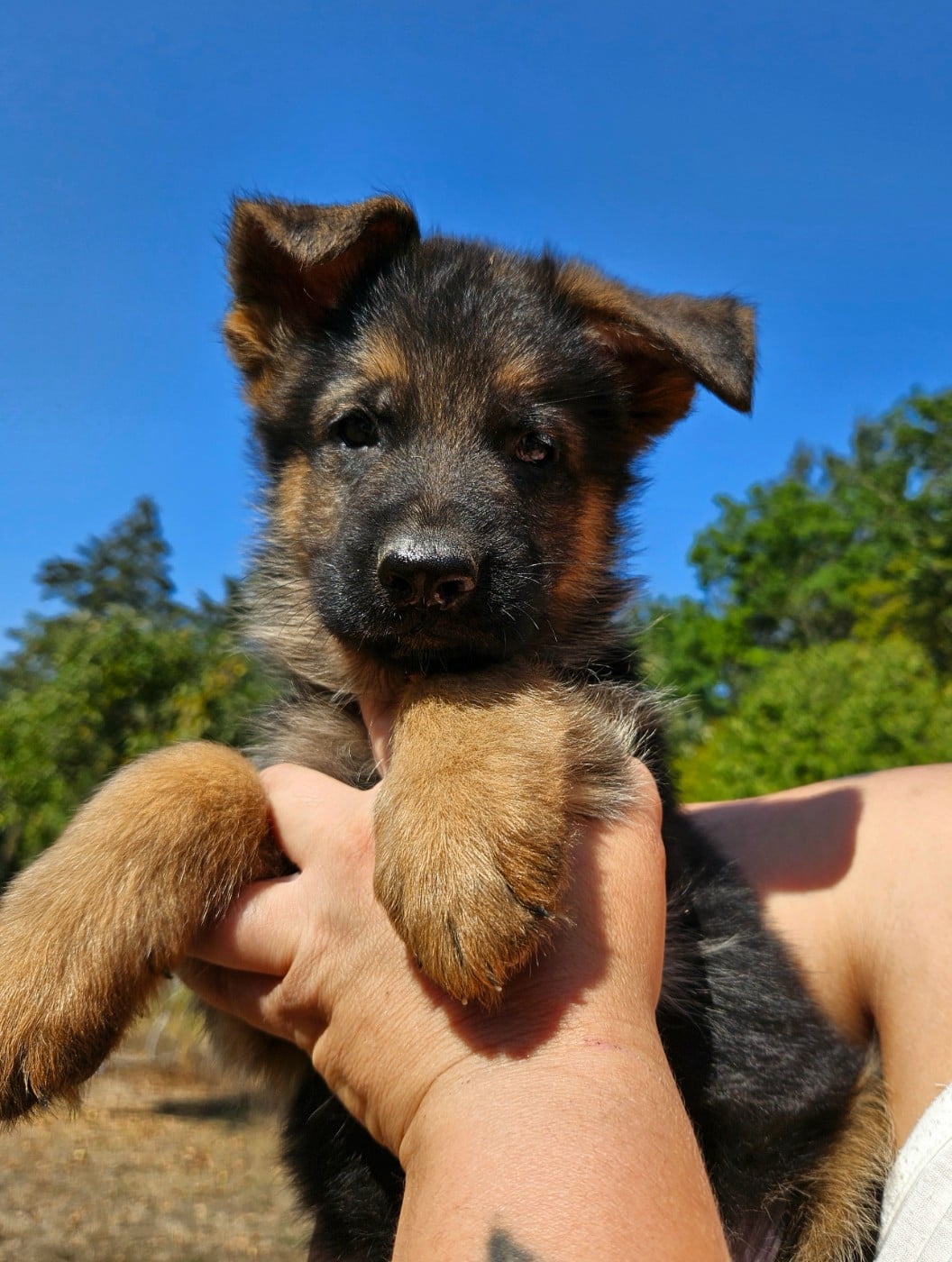 Chiot N°1