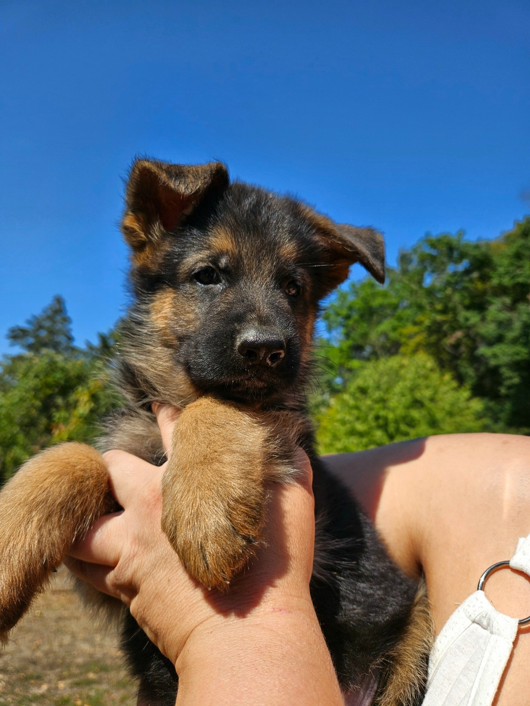 Chiot N°1
