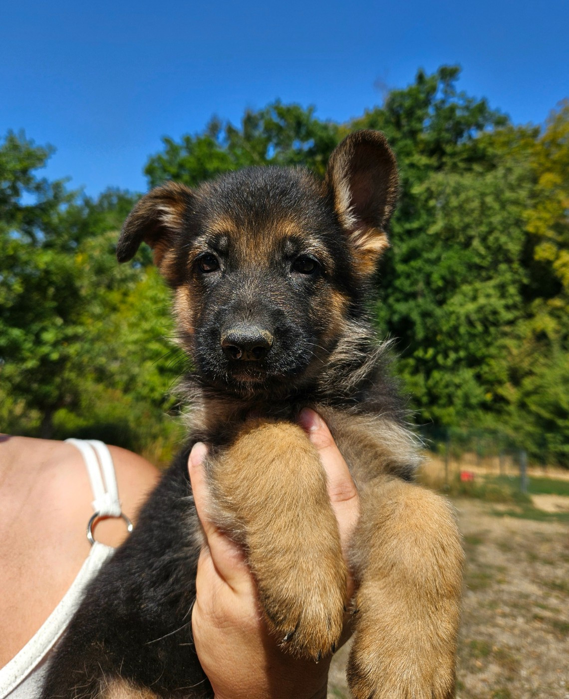 Chiot N°2
