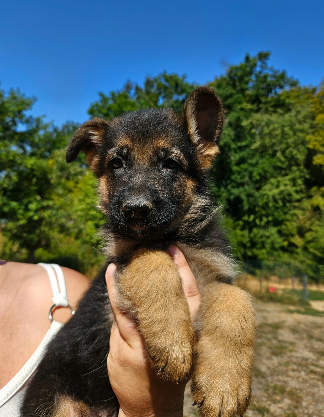 Chiot N°2