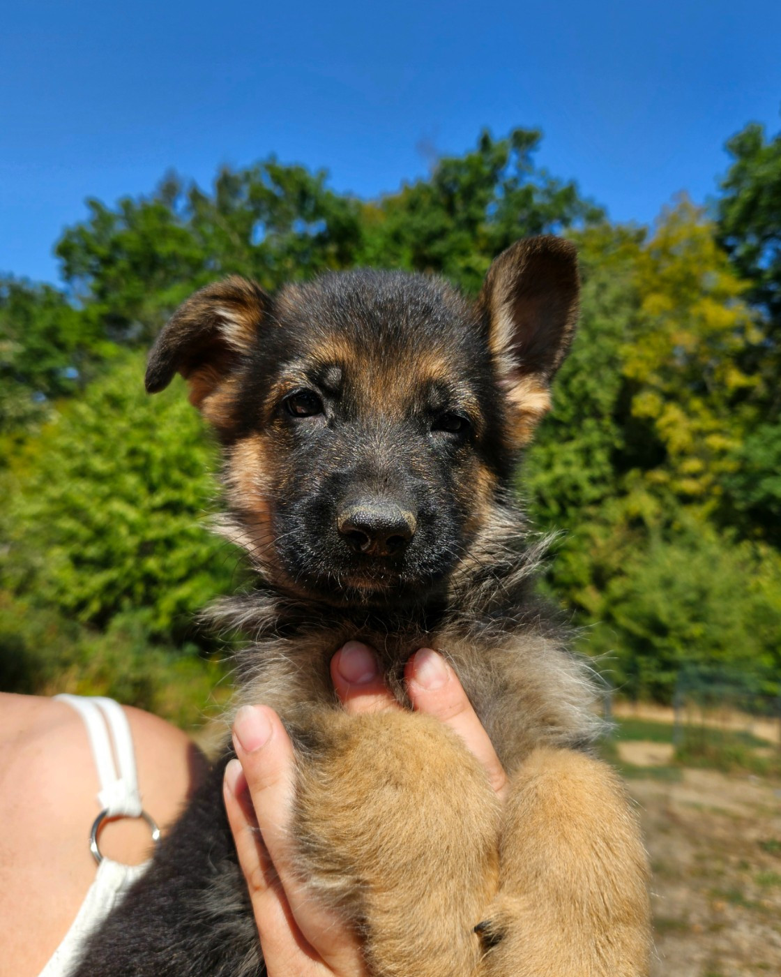 Chiot N°2