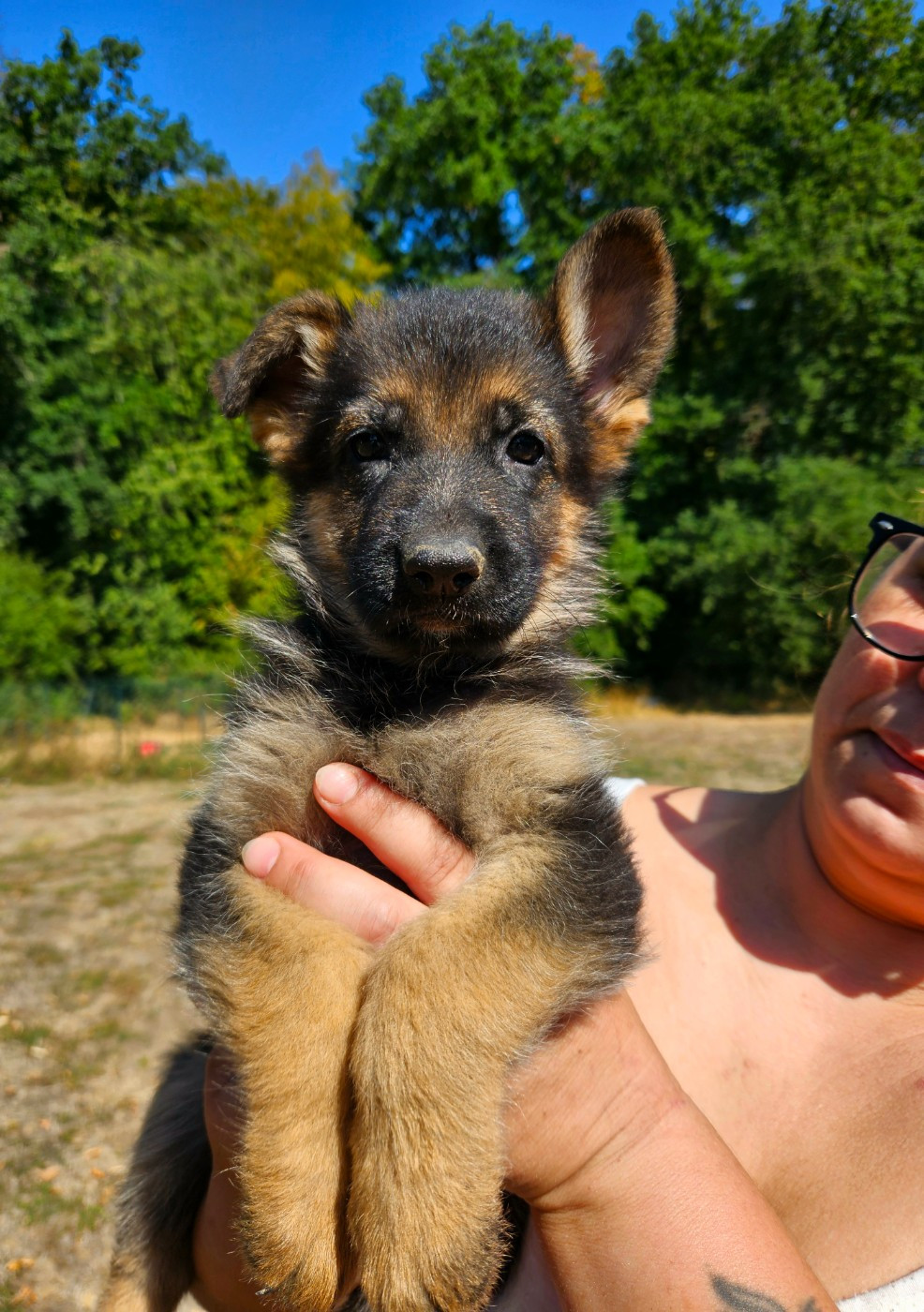 Chiot N°3