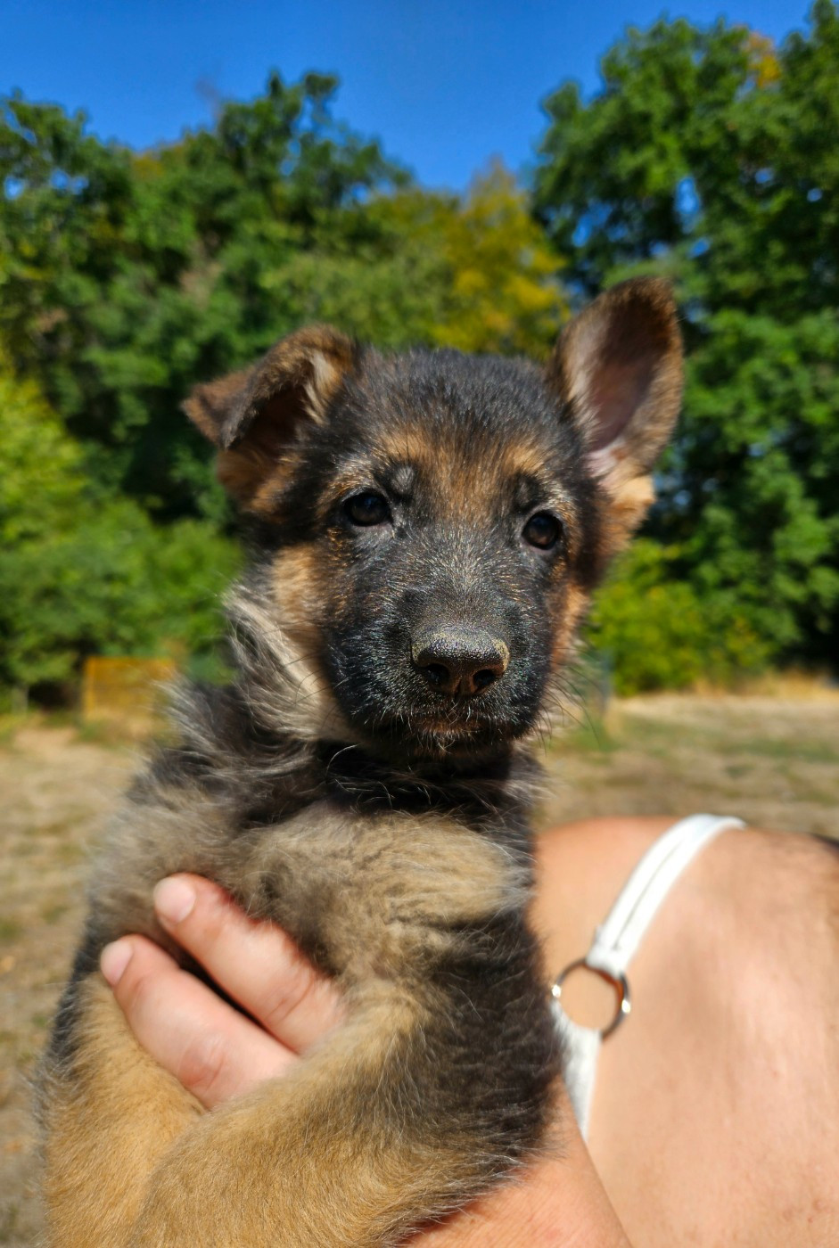 Chiot N°3
