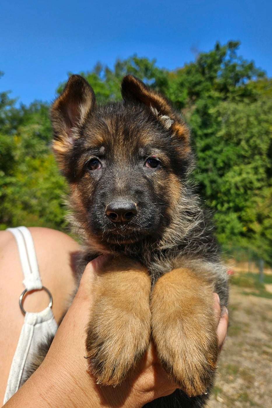 Chiot N°4
