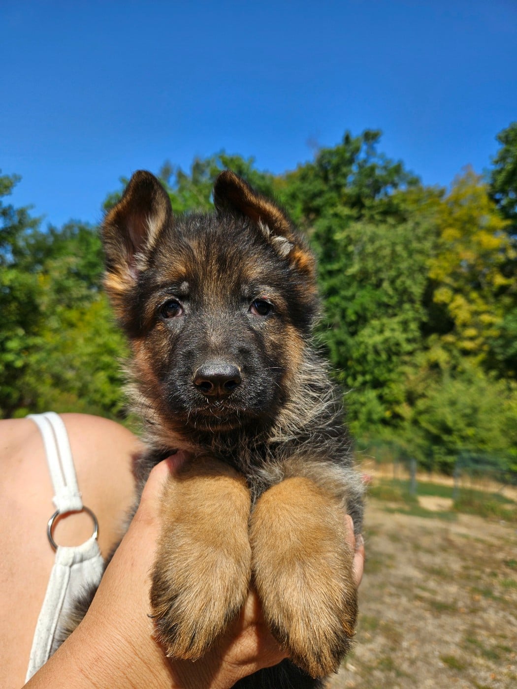 Chiot N°4