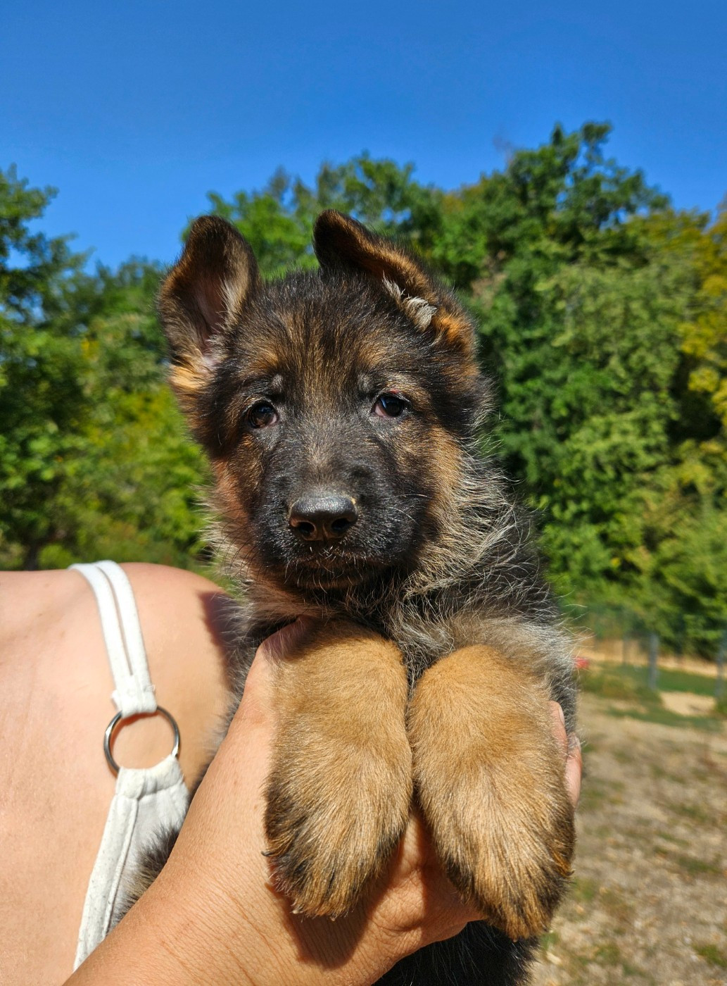 Chiot N°4