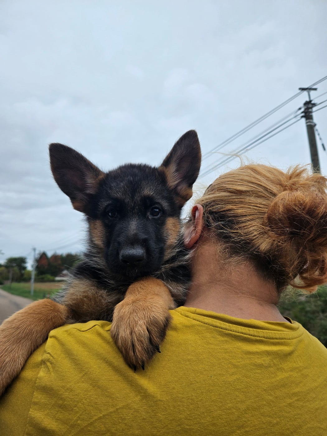 Chiot N°5 - Berger Allemand
