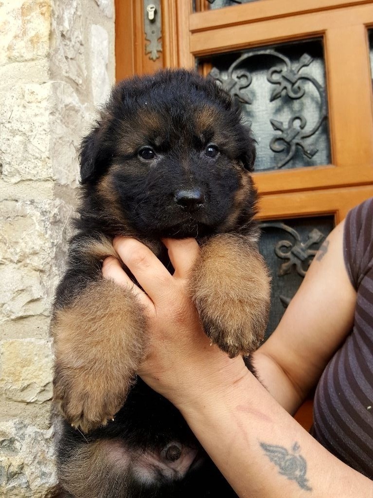 Chiot Berger Allemand Poil Long 2 Mois