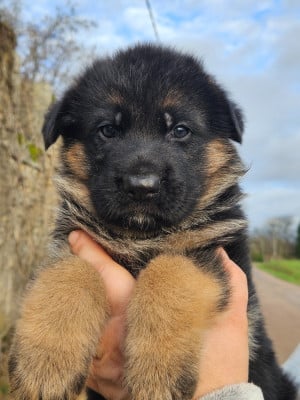 Les chiots de Berger Allemand