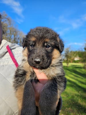 Les chiots de Berger Allemand
