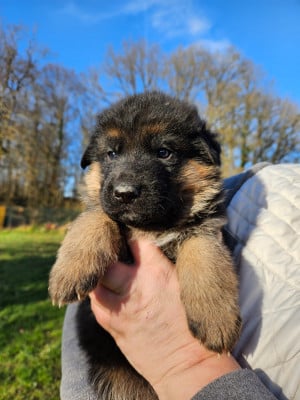Les chiots de Berger Allemand