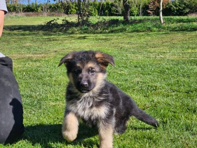 Les chiots de Berger Allemand