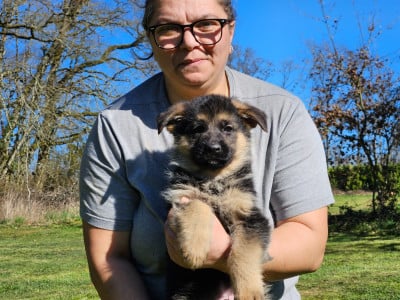 Les chiots de Berger Allemand