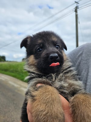 Les chiots de Berger Allemand