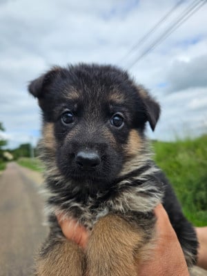 Les chiots de Berger Allemand