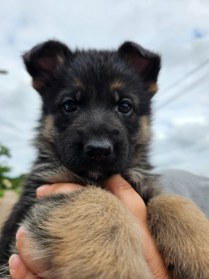 Les chiots de Berger Allemand