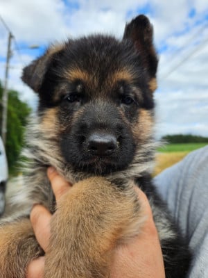 Les chiots de Berger Allemand