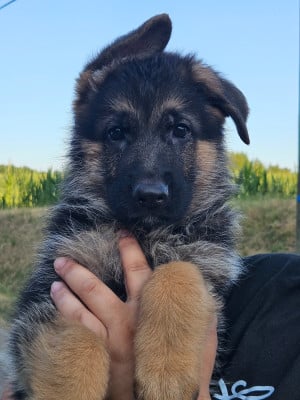 Les chiots de Berger Allemand