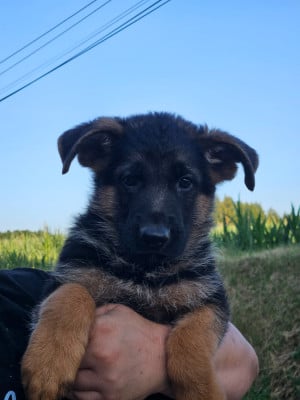 Les chiots de Berger Allemand