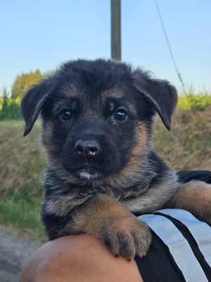 Les chiots de Berger Allemand