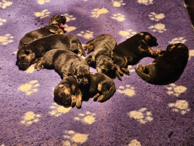 Les chiots de Berger Allemand
