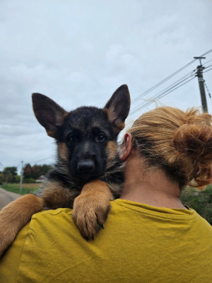 Les chiots de Berger Allemand
