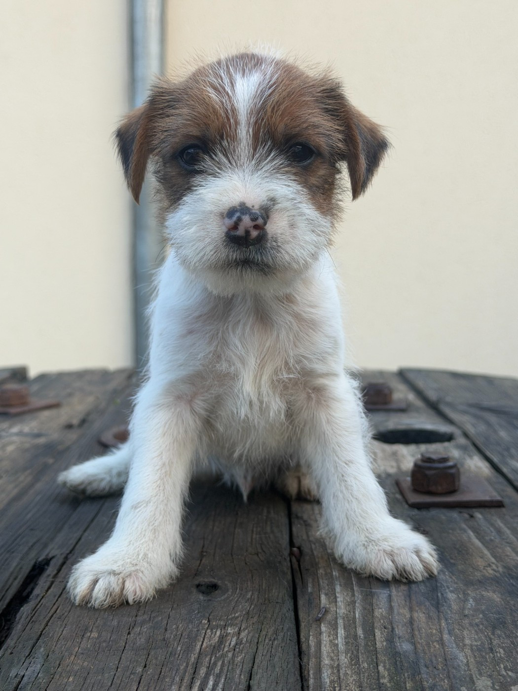 Chiot N°3 - Parson Russell Terrier