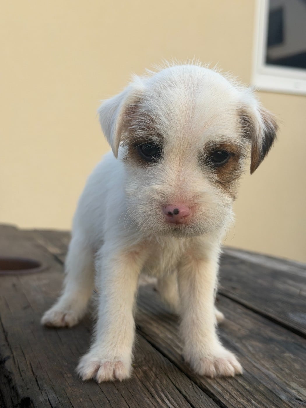 Chiot N°4 - Parson Russell Terrier