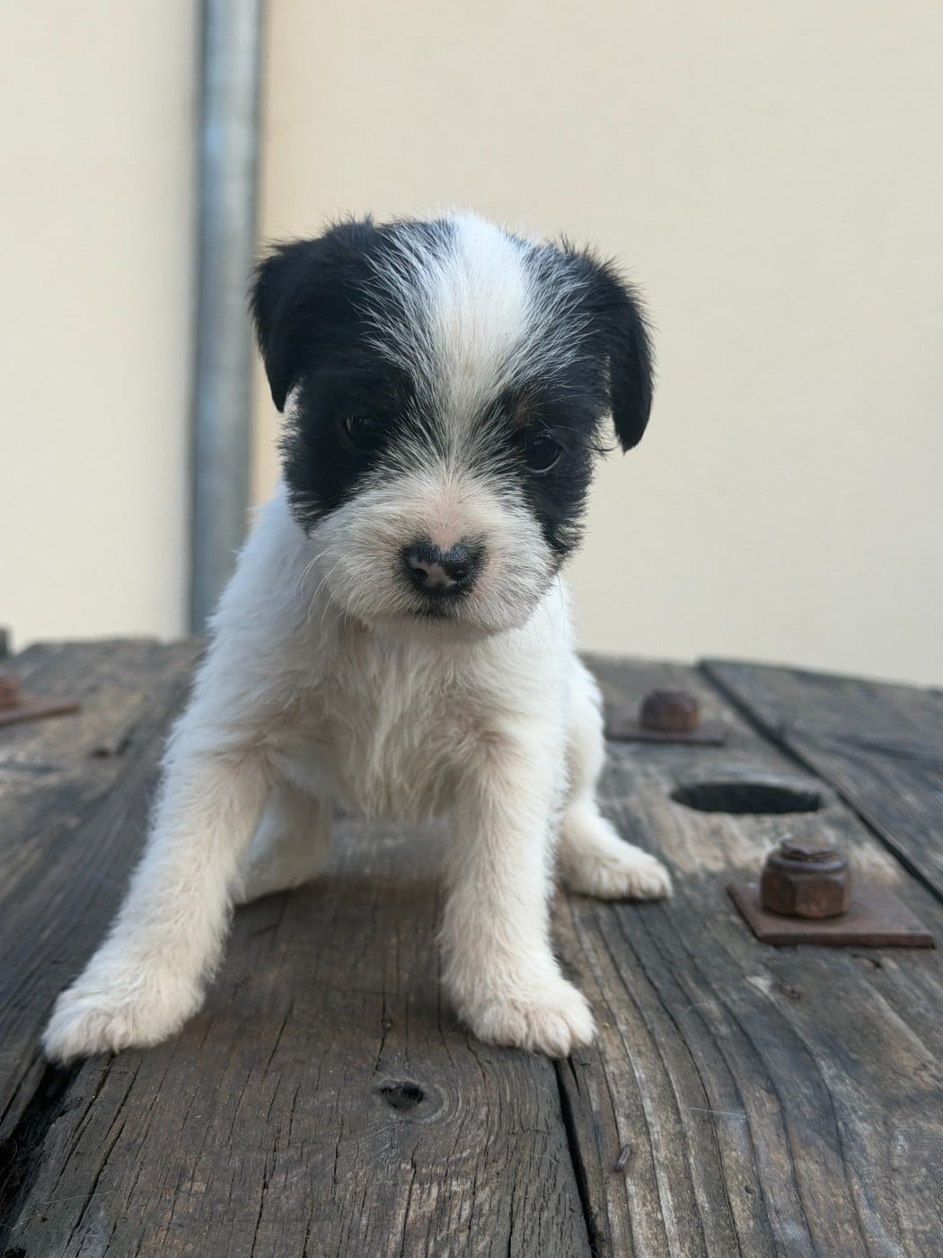 Chiot N°7 - Parson Russell Terrier