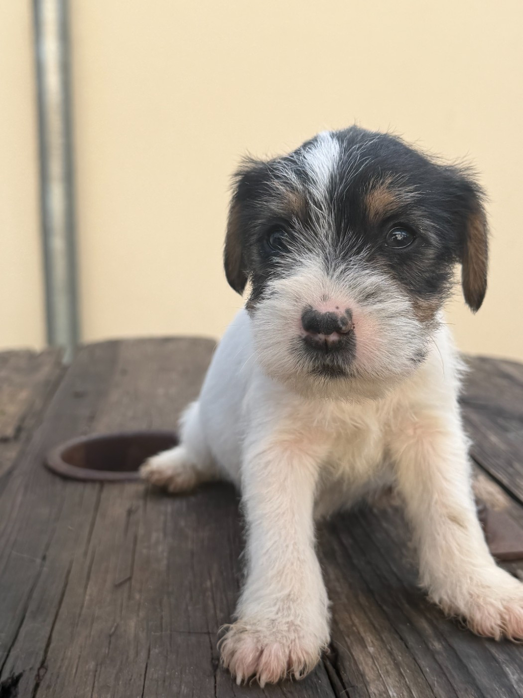Chiot N°5 - Parson Russell Terrier