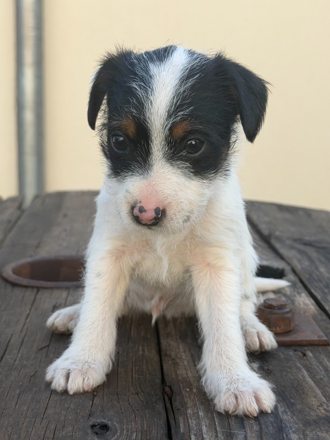 Chiot N°6 - Parson Russell Terrier