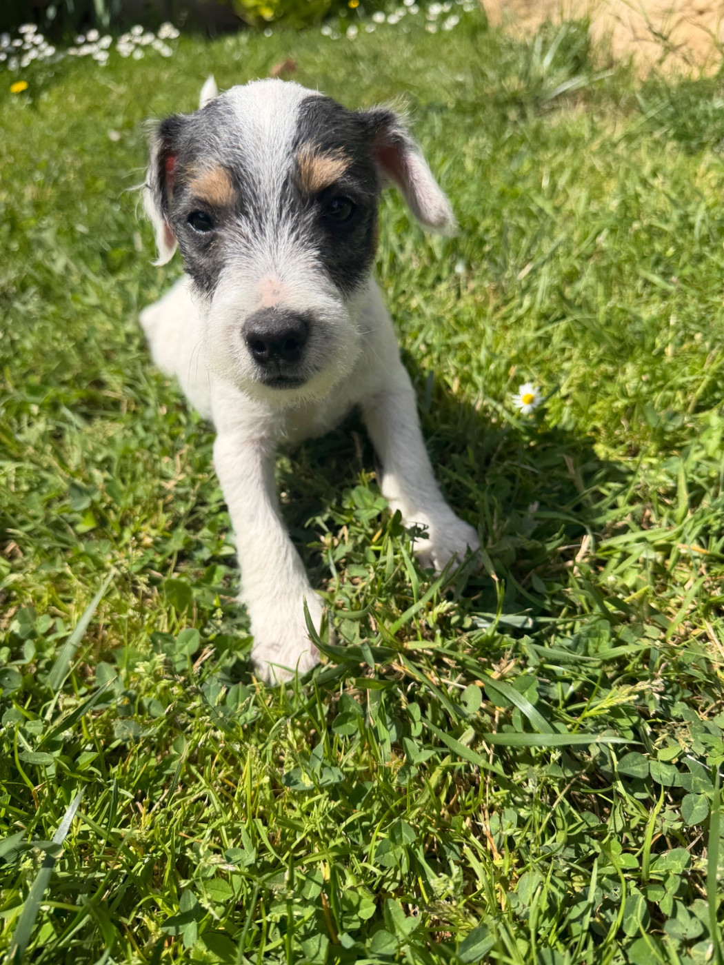 Bubble - Parson Russell Terrier