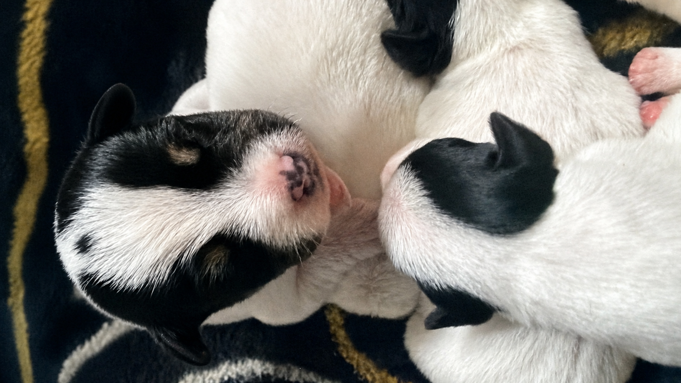 Parson Russell Terrier - Da Beira Alta