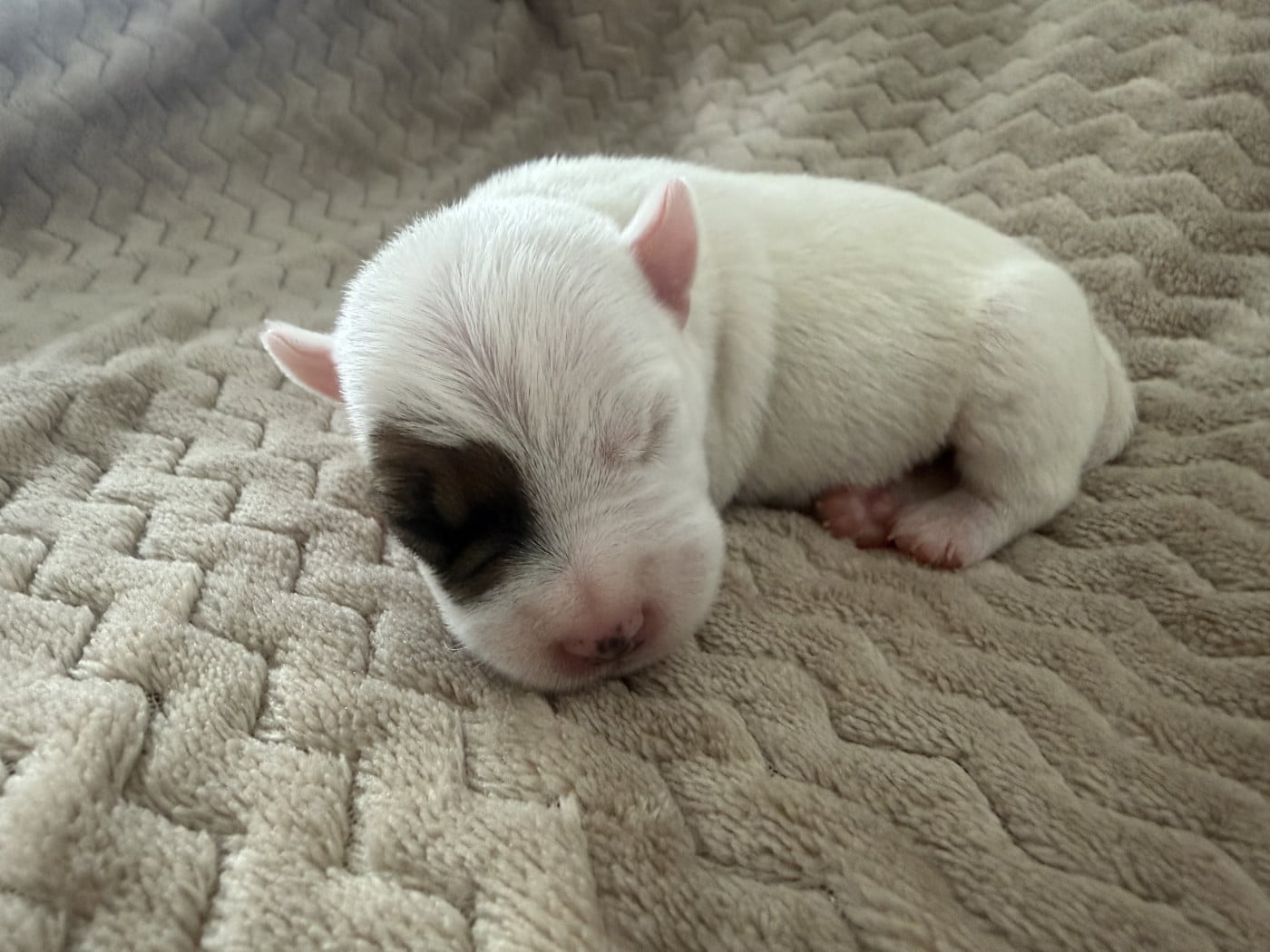 Chiot N°5 - Parson Russell Terrier