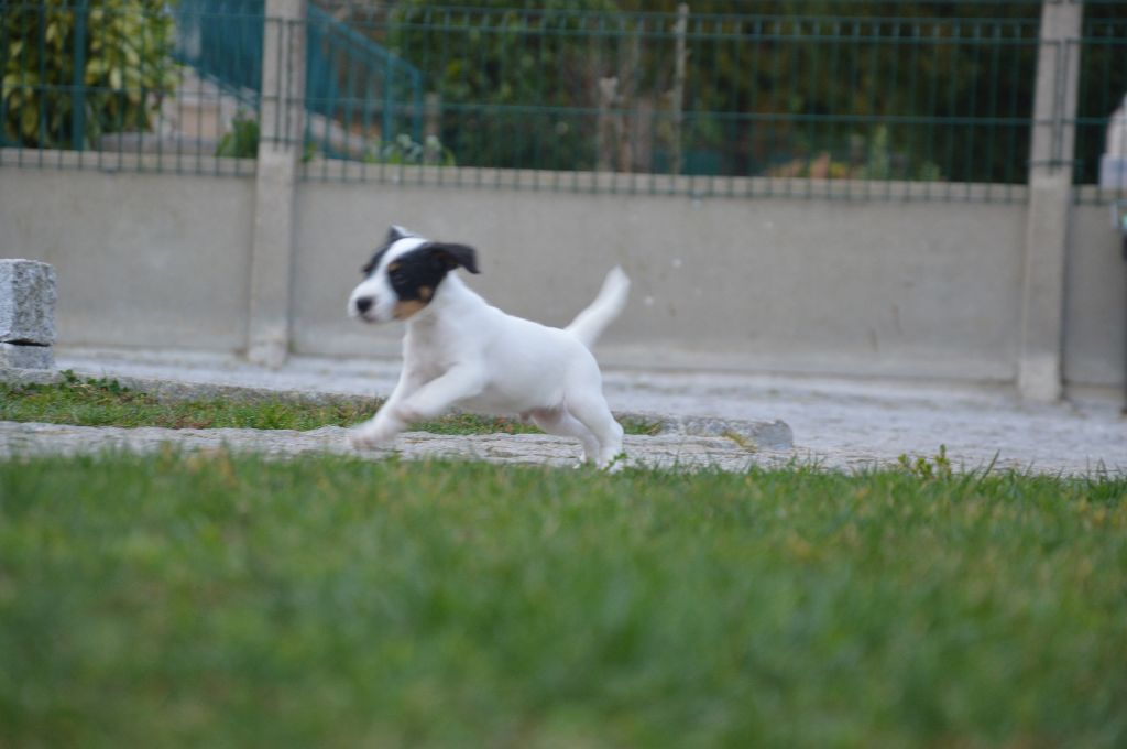 CHIOT - Parson Russell Terrier