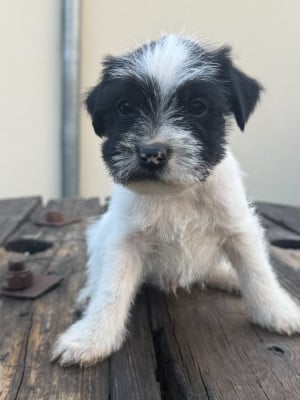 Les chiots de Parson Russell Terrier