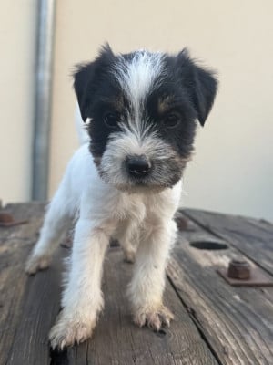 Les chiots de Parson Russell Terrier