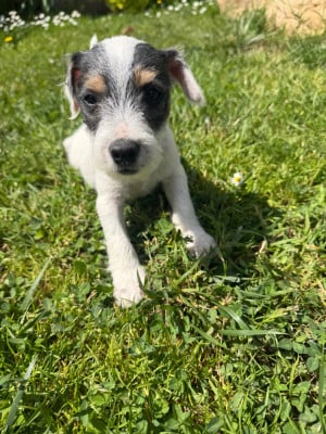 Les chiots de Parson Russell Terrier