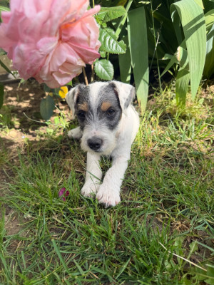 Les chiots de Parson Russell Terrier