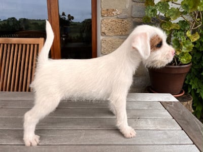 Les chiots de Parson Russell Terrier
