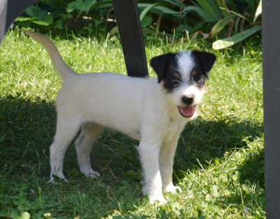 Les chiots de Parson Russell Terrier