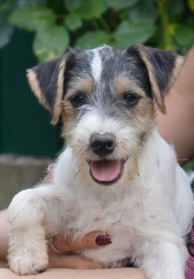 Les chiots de Parson Russell Terrier