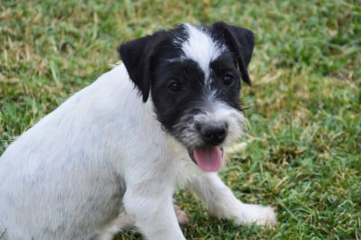 Les chiots de Parson Russell Terrier