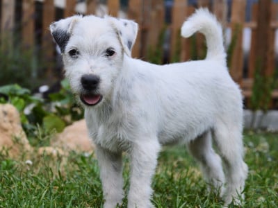 Les chiots de Parson Russell Terrier