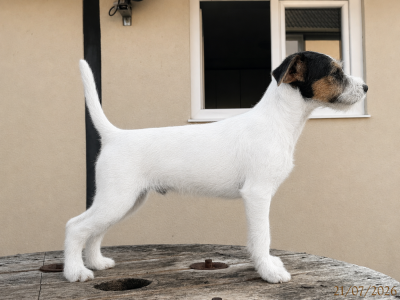 Les chiots de Parson Russell Terrier